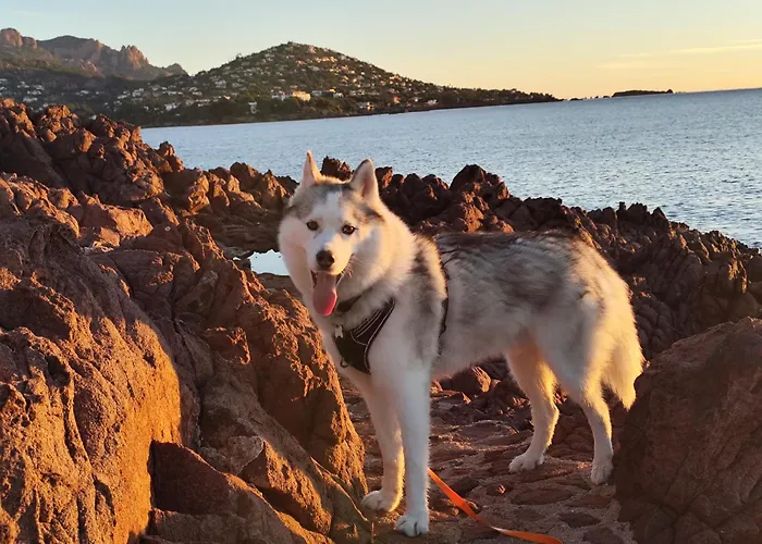 T2 Vue Mer, Jardin Clos, Village Cap Esterel St Raphael Апартаменты *